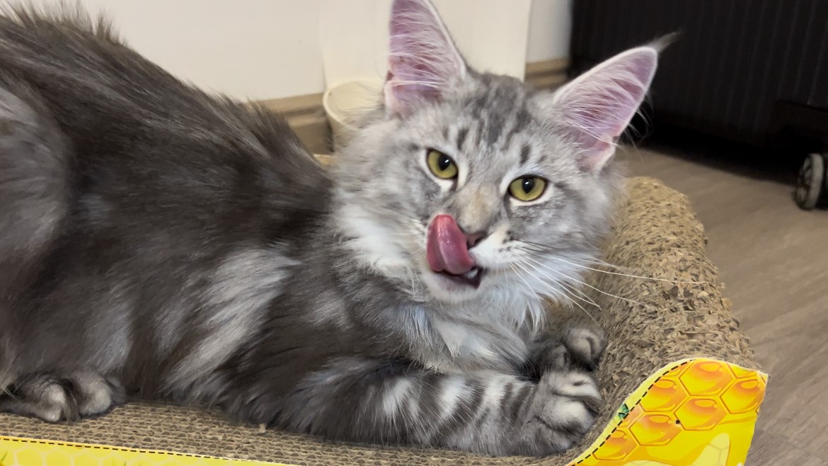 小猫咪