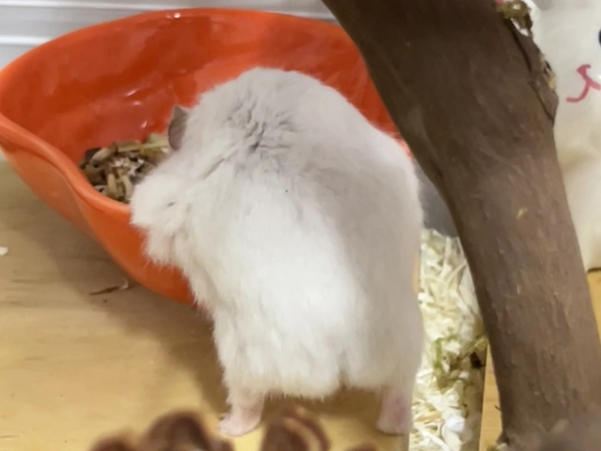 仓鼠1