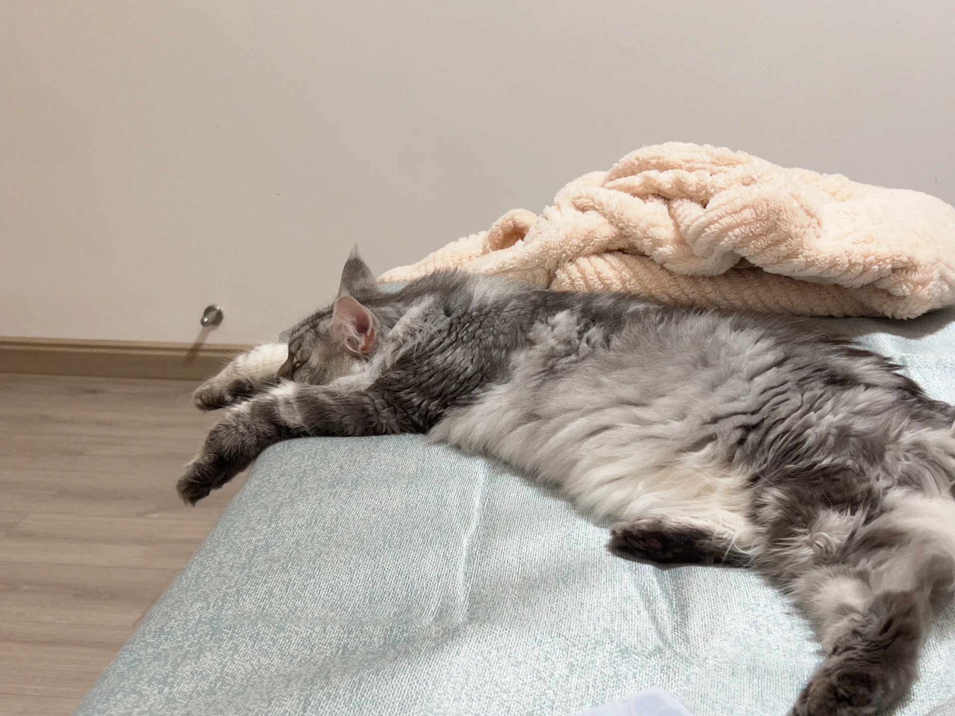 猫咪1