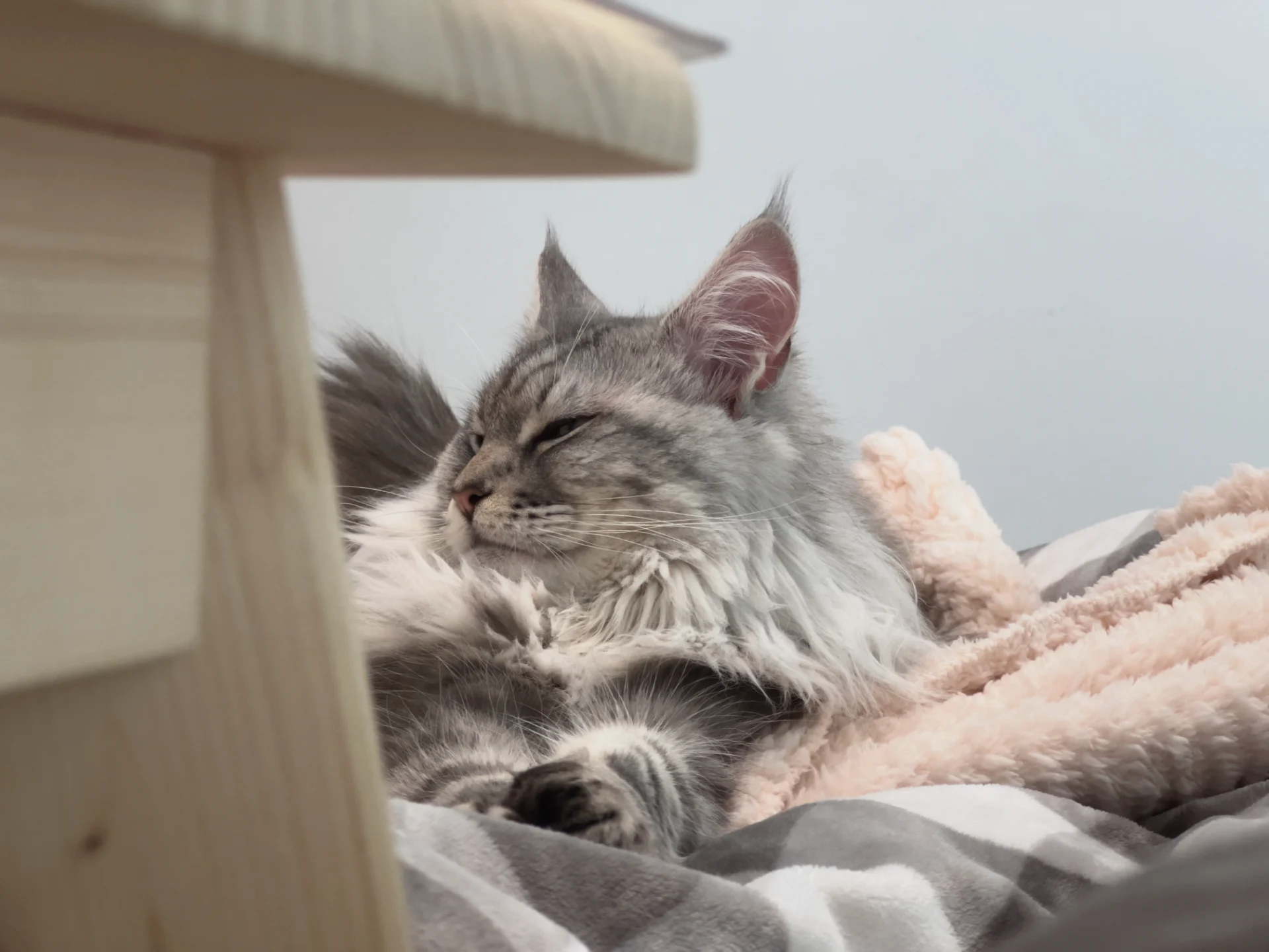 猫咪2
